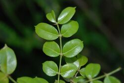 Zanthoxylum thomasianum.jpg