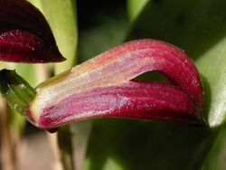 Zootrophion atropurpureum.jpg