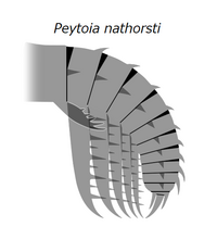 20191229 Radiodonta frontal appendage Peytoia nathorsti Laggania cambria.png