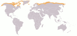 A map with a white background showing gray silhouettes of continents with countries outlined in white displays orange shading over areas where the tundra biome can be found.