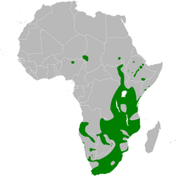 Acrocephalus gracilirostris distribution map.png