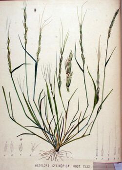 Aegilops cylindrica — Flora Batava — Volume v20.jpg