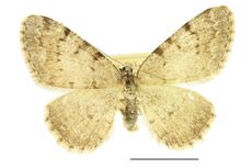 Aethalura punctulata, SLU.JPG