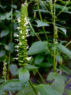 Agastache nepetoides - Catnip giant hyssop.jpg