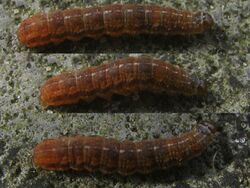 Agrochola circellaris larva.jpg