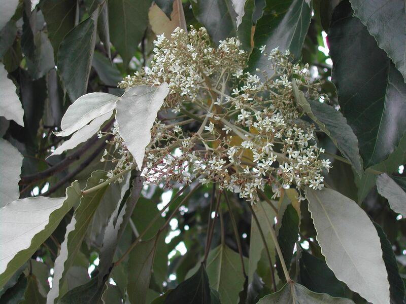 File:Aleurites moluccana flower4.jpg