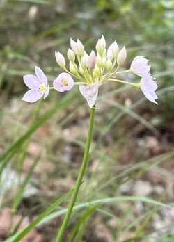 Allium membranaceum inflorescence.jpg