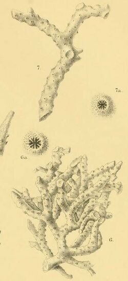 Illustration of "Anacropora gracilis" and "Anacropora solida"