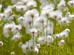 Arctic cottongrass, Inuvik, NT.jpg