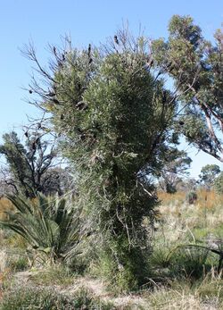 Banksia attenuata resprouter.jpg