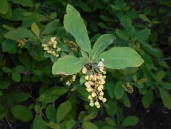 Berberis amurensis 2016-04-28 9494.jpg