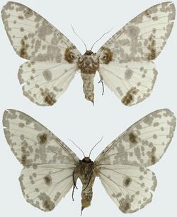 Biston panterinaria exanthemata female upperside and underside.JPG