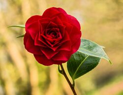 Bloem van een Camellia × williamsii 'Roger Hall'. 20-04-2021 (actm.) 01.jpg