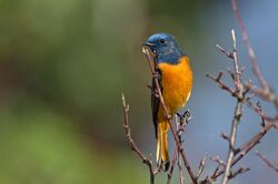 Blue-fronted Redstart at Deoria Taal.jpg