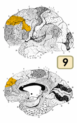 Brodmann Cytoarchitectonics 9.png