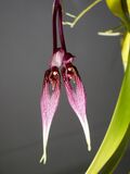 Bulbophyllumbiflorum.jpg