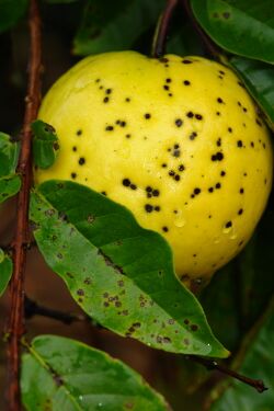 "Cephaleuros parasiticus" on guava