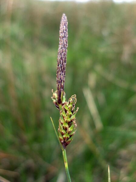 File:Carex binervis inflorescence.jpg