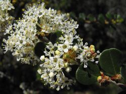 Ceanothus verrucosus 01.jpg