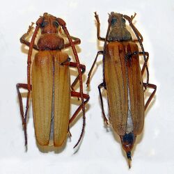 Cerambycidae - Aegosoma scabricorne.JPG