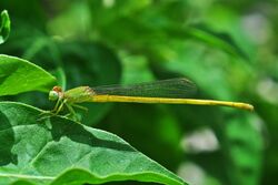 Ceriagrion coromandelianum male, Burdwan, West Bengal, India 09 07 2013.jpg