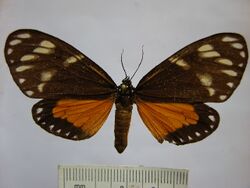 Chetone ithomia.JPG