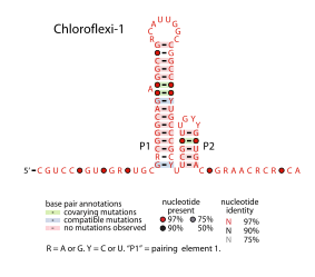 File:Chloroflexi-1.svg