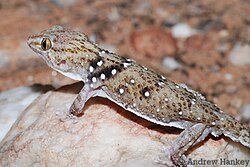 Chondrodactylus pulitzerae.jpg