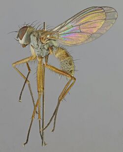 Coenosia testacea, Halkyn Mt, North Wales, May 2015 (17937009496).jpg