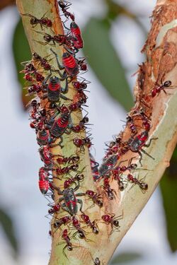 Common jassid nymphs and ants02.jpg