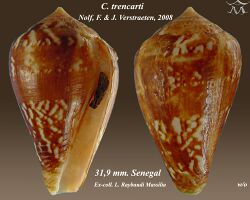 Conus trencarti.jpg