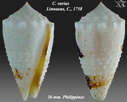 Conus varius 2.jpg