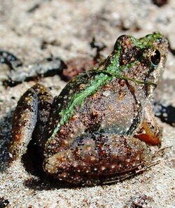 Cricket frog2.JPG