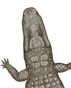 Crocodylus thorbjarnarsoni.jpg