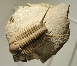 Cyrtometopus sembnitzkii, Middle Ordovician, Volkhov-Lynna Formations, St. Petersburg region, Russia - Houston Museum of Natural Science - DSC01487.JPG