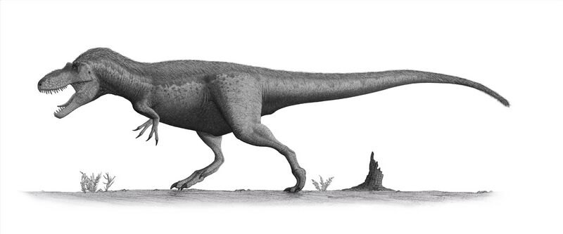 File:Daspletosaurus torosus steveoc.jpg