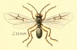 Diastrophus rubi (Insekten Mitteleuropas Buch).jpg