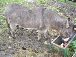 Donkey eating.jpg