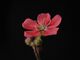 Drosera pulchella flower1.jpg