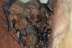 Eastern Long-eared Bat, Nyctophilus bifax - Flickr - GregTheBusker.jpg