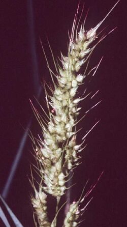 Echinochloa muricata NRCS-1.jpg