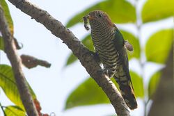 Emerald Cuckoo Mahananda WLS West Bengal India 02.11.2015.jpg