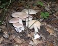 Entoloma sinuatum group.JPG