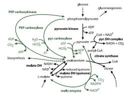 Enzymes encoded for Dokdonia sp. strain MED 134 metabolism.jpg