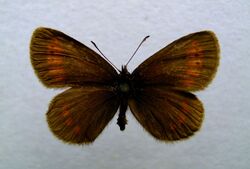 Erebia sudetica.jpg