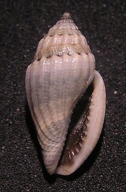 Eucithara novaehollandiae 002.jpg