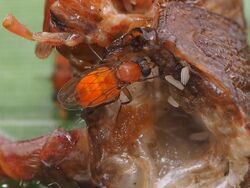 Female Megaselia aurea.jpg