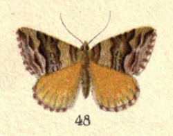 Fig. 48 Plate VII New Zealand Moths and Butterflies (1898).png