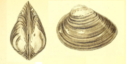 GBSowerby I 1832 pl225 upper and lower figures Rangia cuneata.png