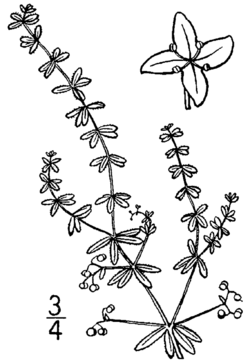 Galium labradoricum BB-1913.png